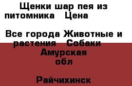 Щенки шар-пея из питомника › Цена ­ 15 000 - Все города Животные и растения » Собаки   . Амурская обл.,Райчихинск г.